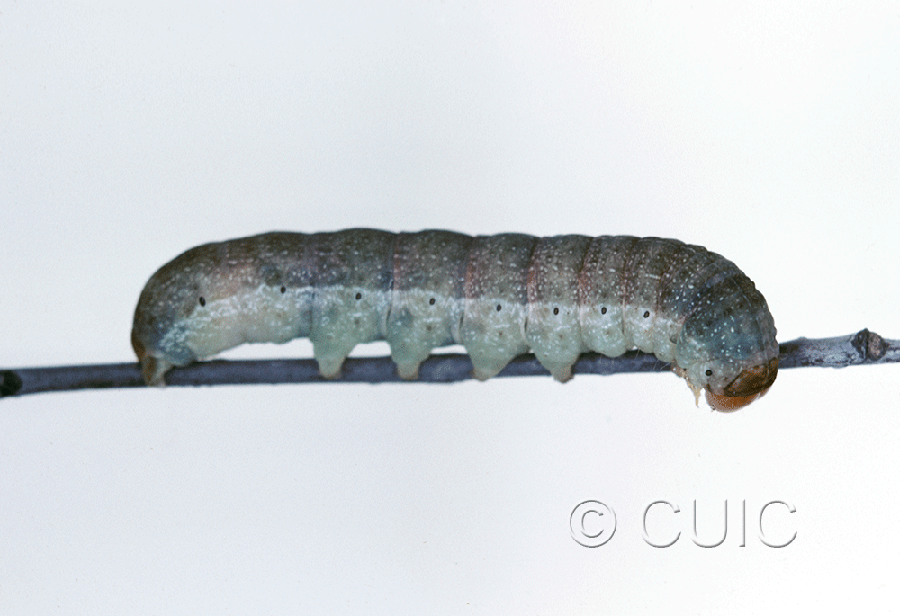 lateral view of larva Orthosia garmani on Prunus in USA: CT
