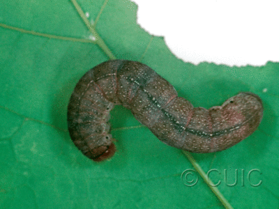 dorsal view of larva Orthosia garmani on Acer saccharinum in USA: NY