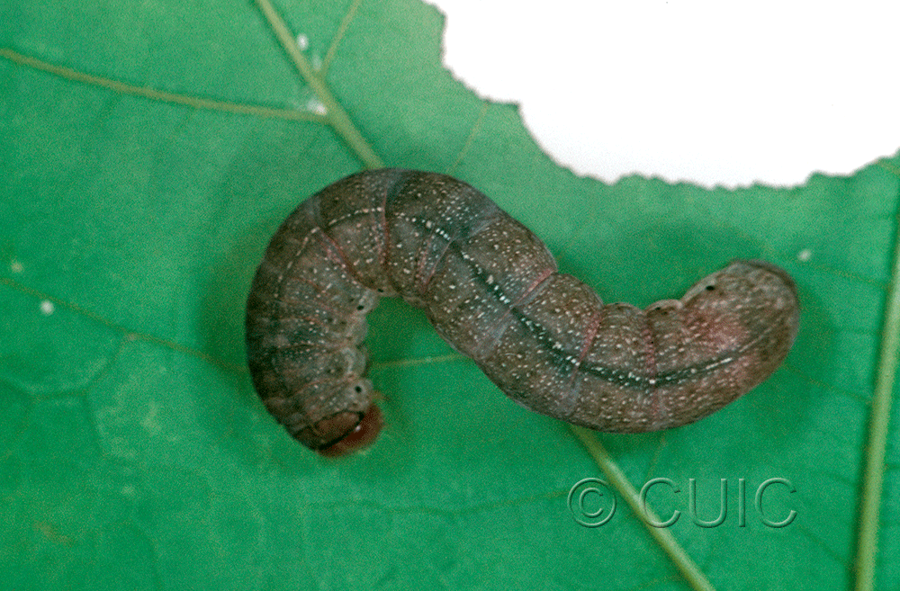 dorsal view of larva Orthosia garmani on Acer saccharinum in USA: NY