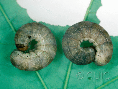 lateral view of larva Orthosia garmani on Acer saccharinum in USA: NY