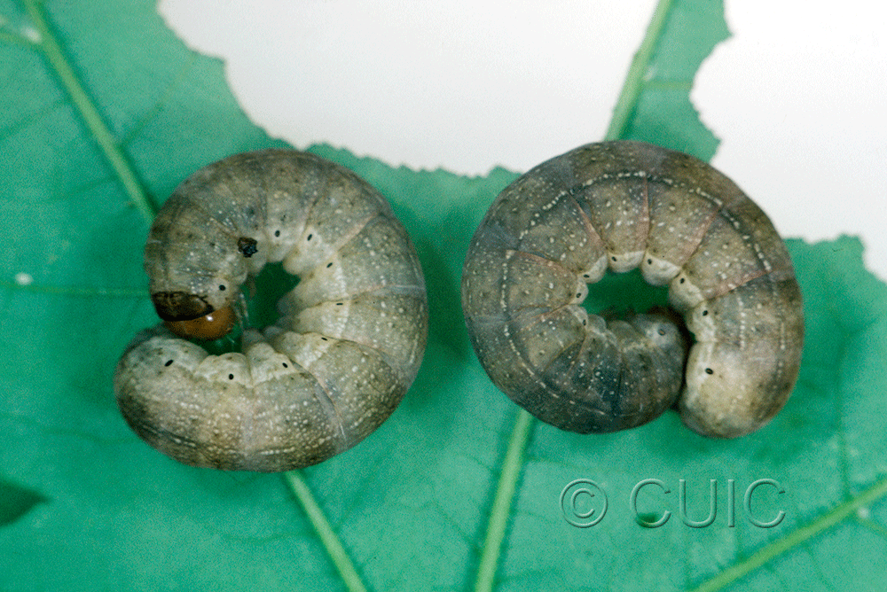lateral view of larva Orthosia garmani on Acer saccharinum in USA: NY