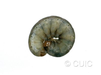 lateral view of larva Orthosia garmani on Acer saccharinum in USA: NY