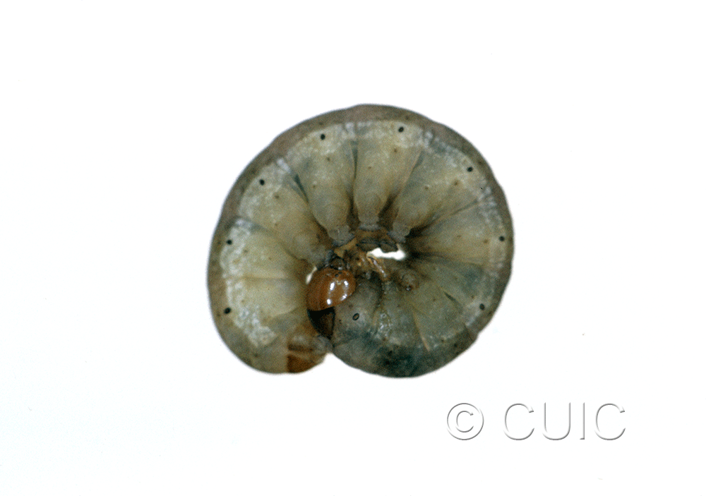 lateral view of larva Orthosia garmani on Acer saccharinum in USA: NY