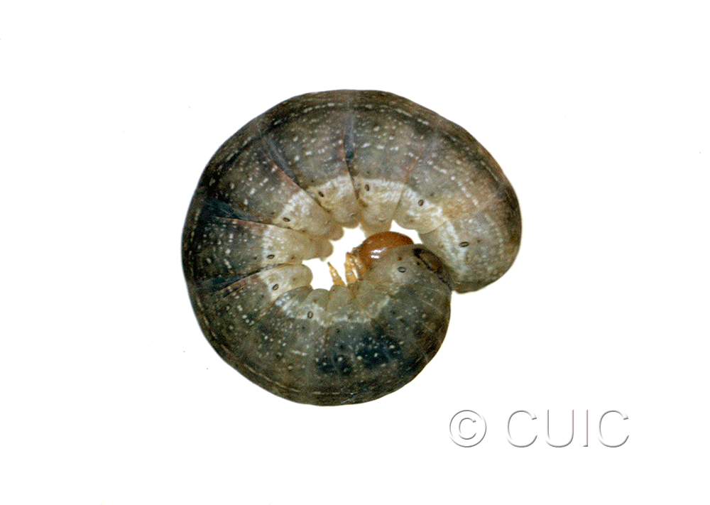 lateral view of larva Orthosia garmani on Acer saccharinum in USA: NY