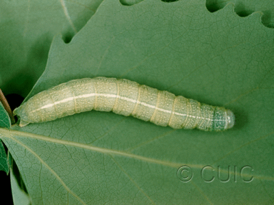 dorsal view of larva Orthosia hibisci