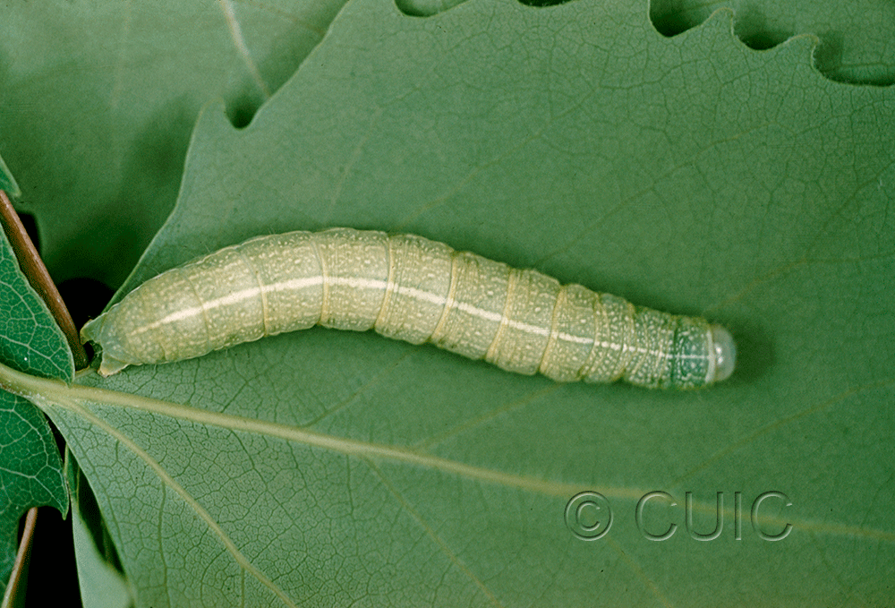 dorsal view of larva Orthosia hibisci