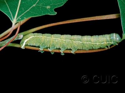 lateral view of larva Orthosia hibisci