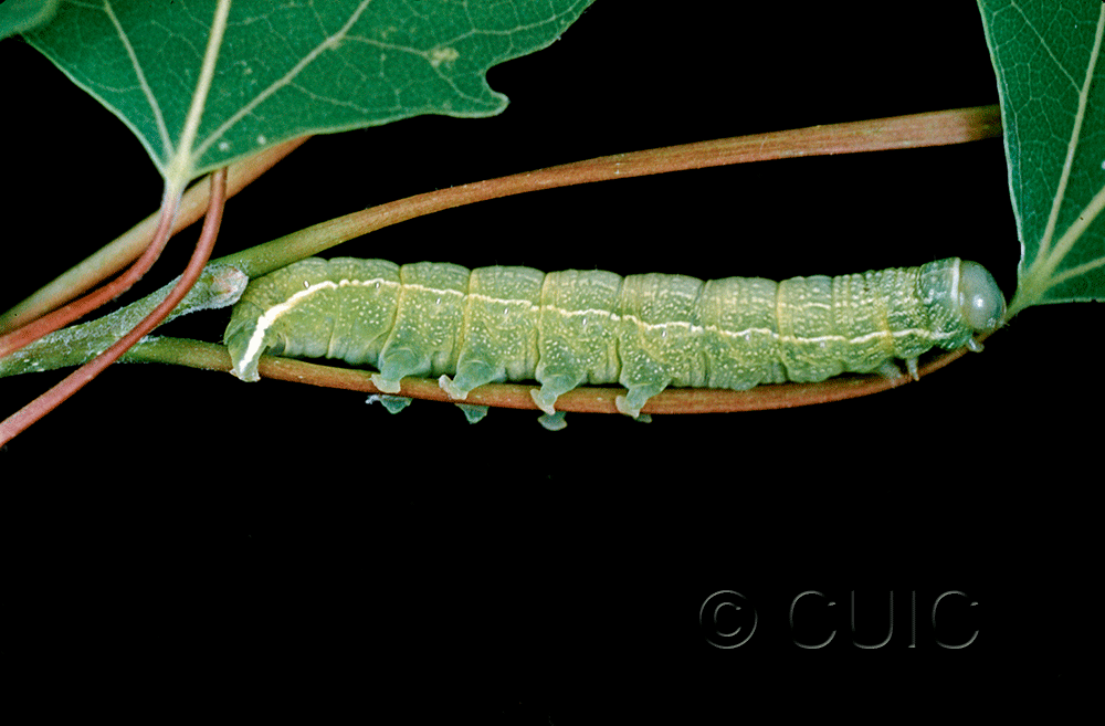 lateral view of larva Orthosia hibisci