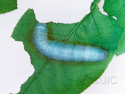 dorsal view of larva Orthosia hibisci in USA: NY