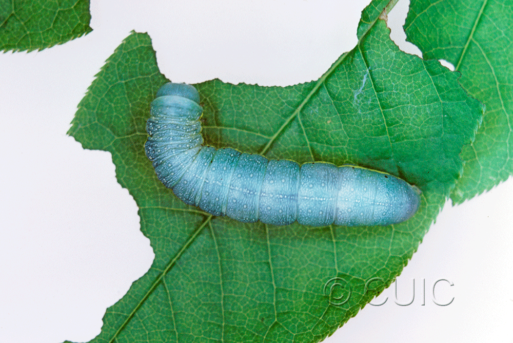 dorsal view of larva Orthosia hibisci in USA: NY