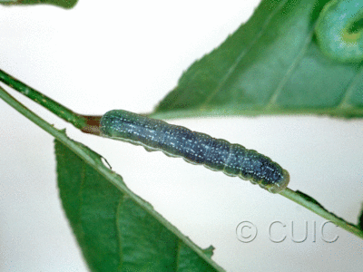 dorsal view of larva Orthosia revicta in USA: NY