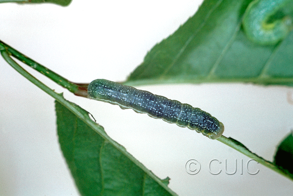 dorsal view of larva Orthosia revicta in USA: NY