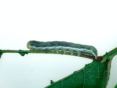 lateral view of larva Orthosia revicta in USA: NY