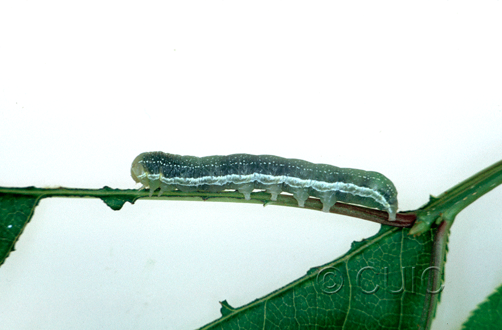 lateral view of larva Orthosia revicta in USA: NY