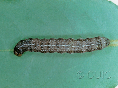dorsal view of larva Orthosia rubescens on Prunus in USA: NY