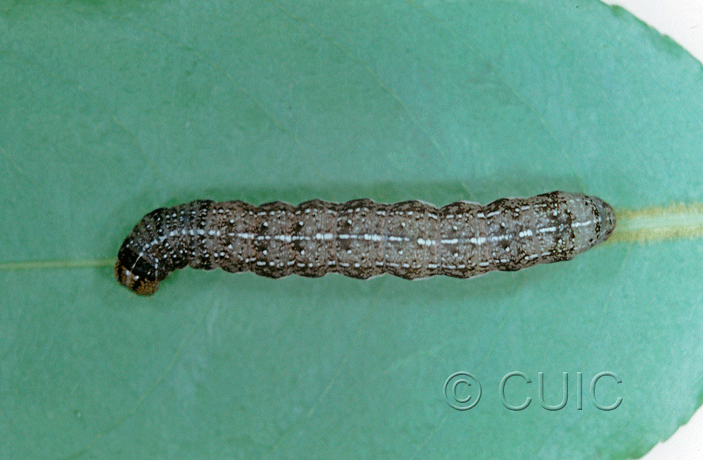 dorsal view of larva Orthosia rubescens on Prunus in USA: NY