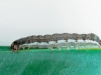 lateral view of larva Orthosia rubescens on Prunus in USA: NY
