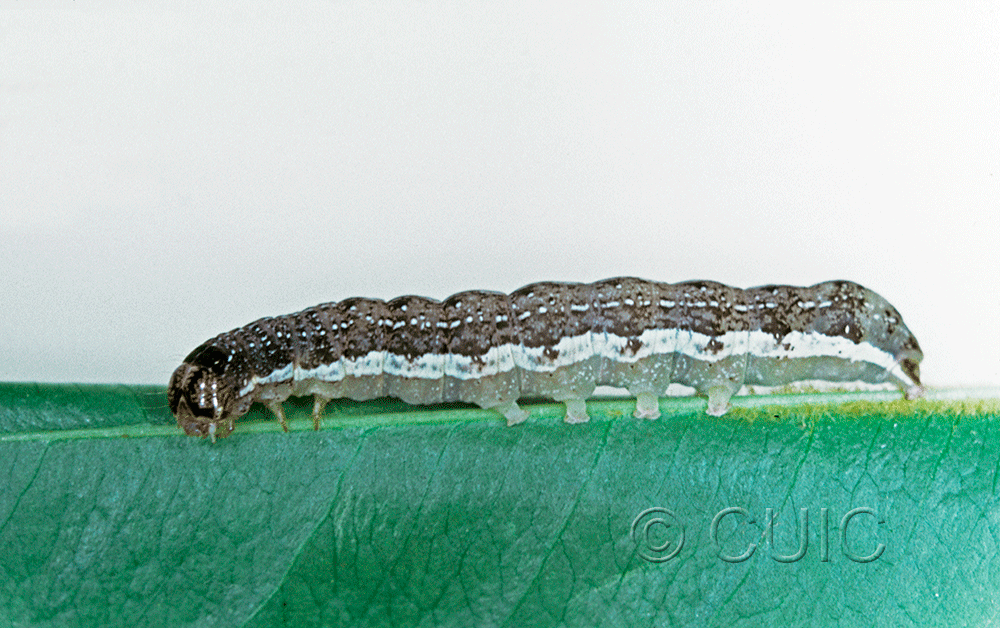 lateral view of larva Orthosia rubescens on Prunus in USA: NY
