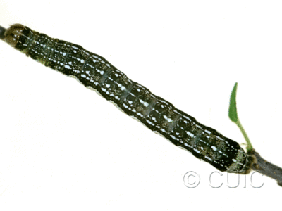 dorsal view of larva Orthosia rubescens in USA: NY