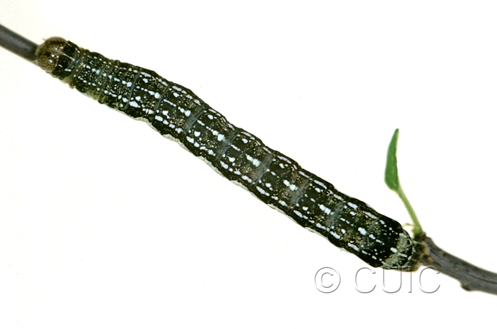 dorsal view of larva Orthosia rubescens in USA: NY