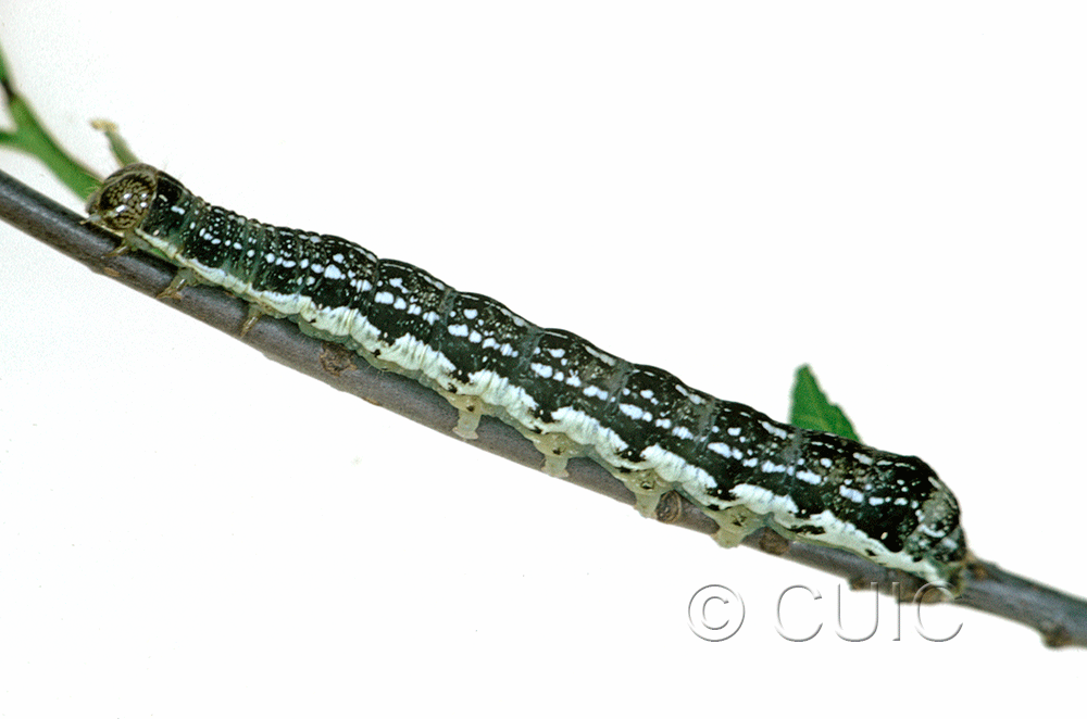 lateral view of larva Orthosia rubescens in USA: NY