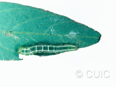 dorsal view of larva Oxycilla tripla on Lespedeza sp. in USA: AZ