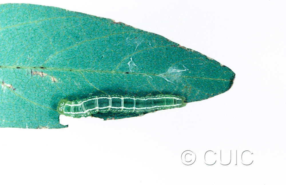 dorsal view of larva Oxycilla tripla on Lespedeza sp. in USA: AZ