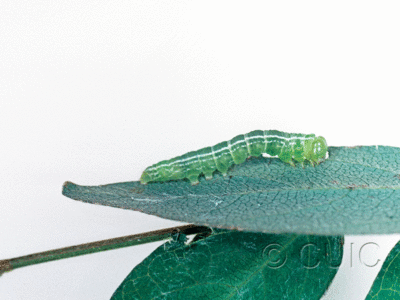 lateral view of larva Oxycilla tripla on Lespedeza sp. in USA: AZ