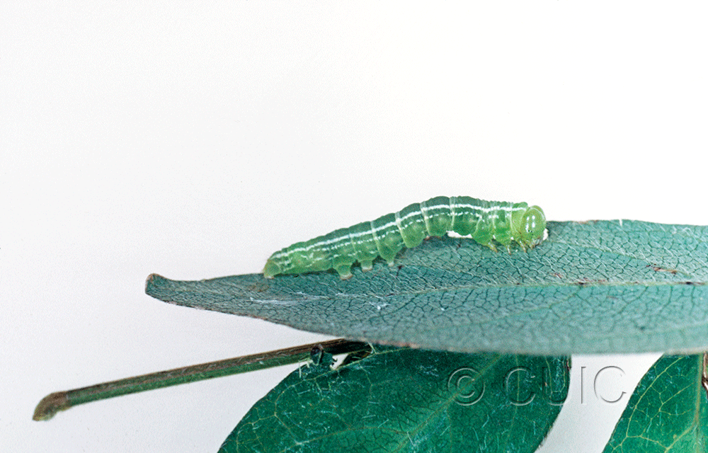 lateral view of larva Oxycilla tripla on Lespedeza sp. in USA: AZ