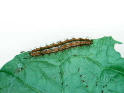dorsal view of larva Pagara simplex on Taraxacum in USA: AR