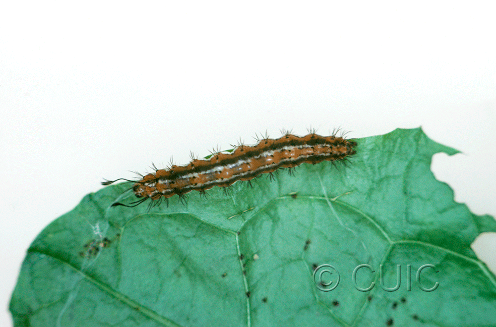 dorsal view of larva Pagara simplex on Taraxacum in USA: AR