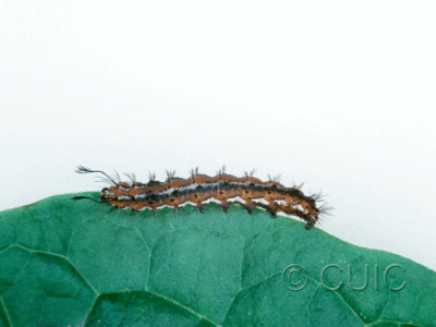 lateral view of larva Pagara simplex on Taraxacum in USA: AR