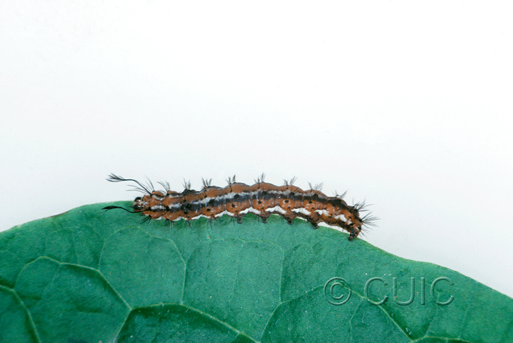 lateral view of larva Pagara simplex on Taraxacum in USA: AR