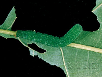 dorsal view of larva Panopoda rufimargo