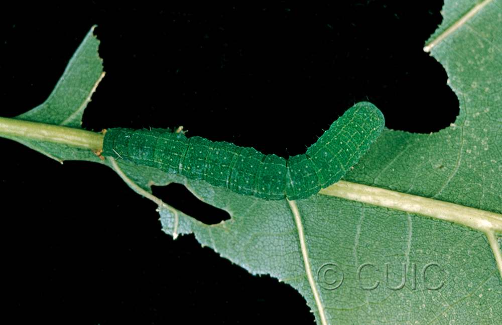 dorsal view of larva Panopoda rufimargo