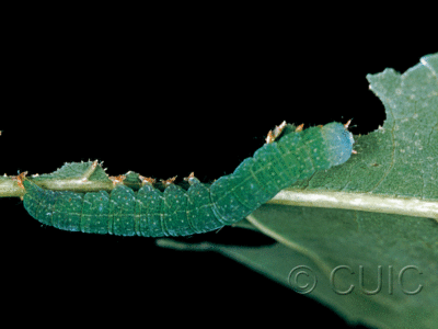 lateral view of larva Panopoda rufimargo