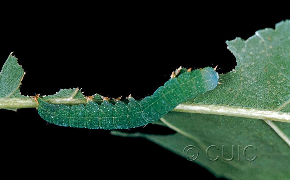 lateral view of larva Panopoda rufimargo