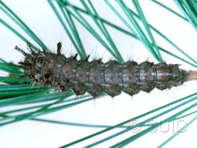 dorsal view of larva Panthea on Pinus strobus in USA: SC
