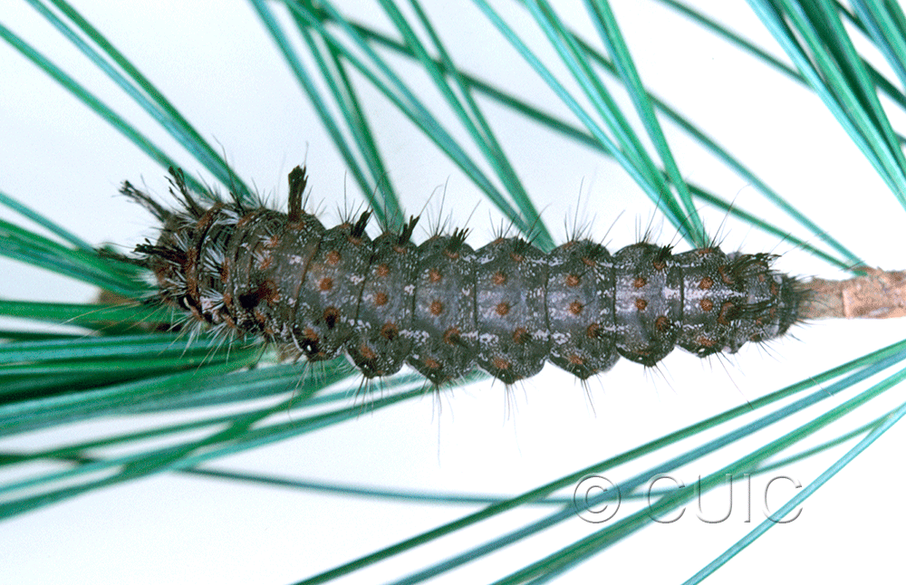 dorsal view of larva Panthea on Pinus strobus in USA: SC