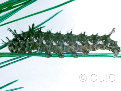 lateral view of larva Panthea on Pinus strobus in USA: SC