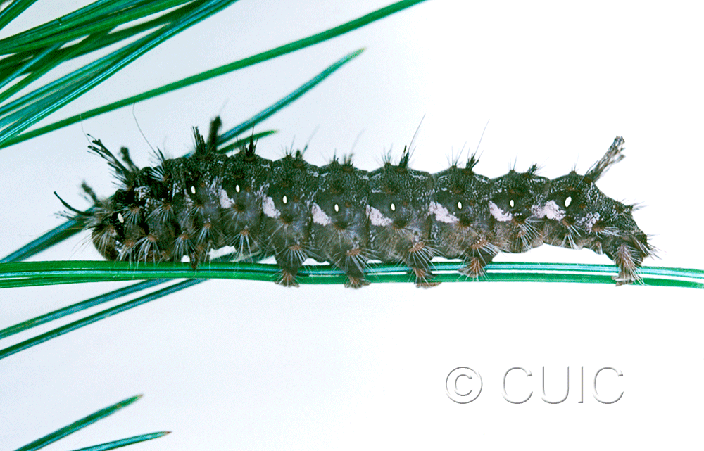 lateral view of larva Panthea on Pinus strobus in USA: SC