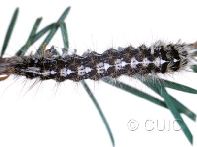 dorsal view of larva Panthea on Pseudotsuga taxifolia in USA: MT