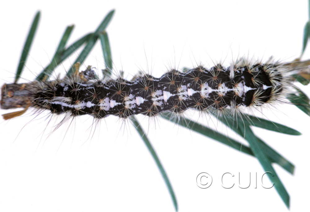 dorsal view of larva Panthea on Pseudotsuga taxifolia in USA: MT