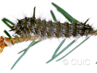 lateral view of larva Panthea on Pseudotsuga taxifolia in USA: MT