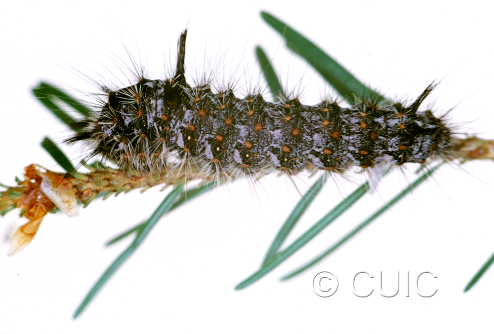 lateral view of larva Panthea on Pseudotsuga taxifolia in USA: MT
