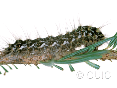 lateral view of larva Panthea on Pseudotsuga taxifolia in USA: MT