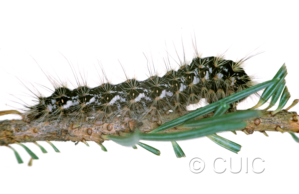 lateral view of larva Panthea on Pseudotsuga taxifolia in USA: MT