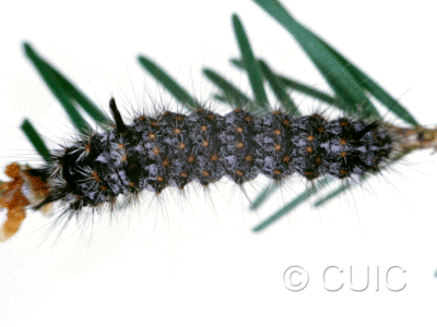 dorsal view of larva Panthea on Pseudotsuga taxifolia in USA: MT