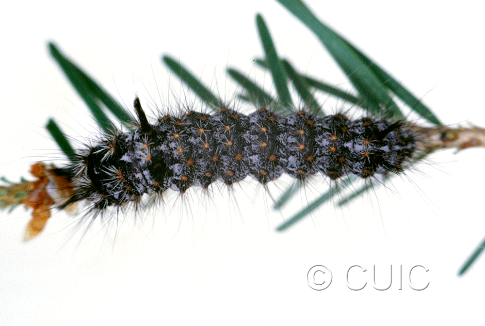 dorsal view of larva Panthea on Pseudotsuga taxifolia in USA: MT