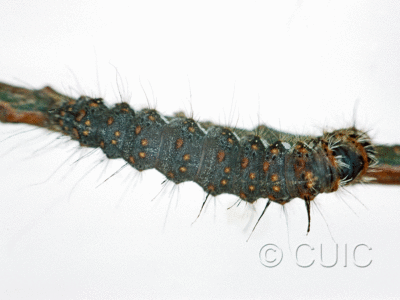 dorsal view of larva Panthea furcilla on Pinus strobus in USA: NY